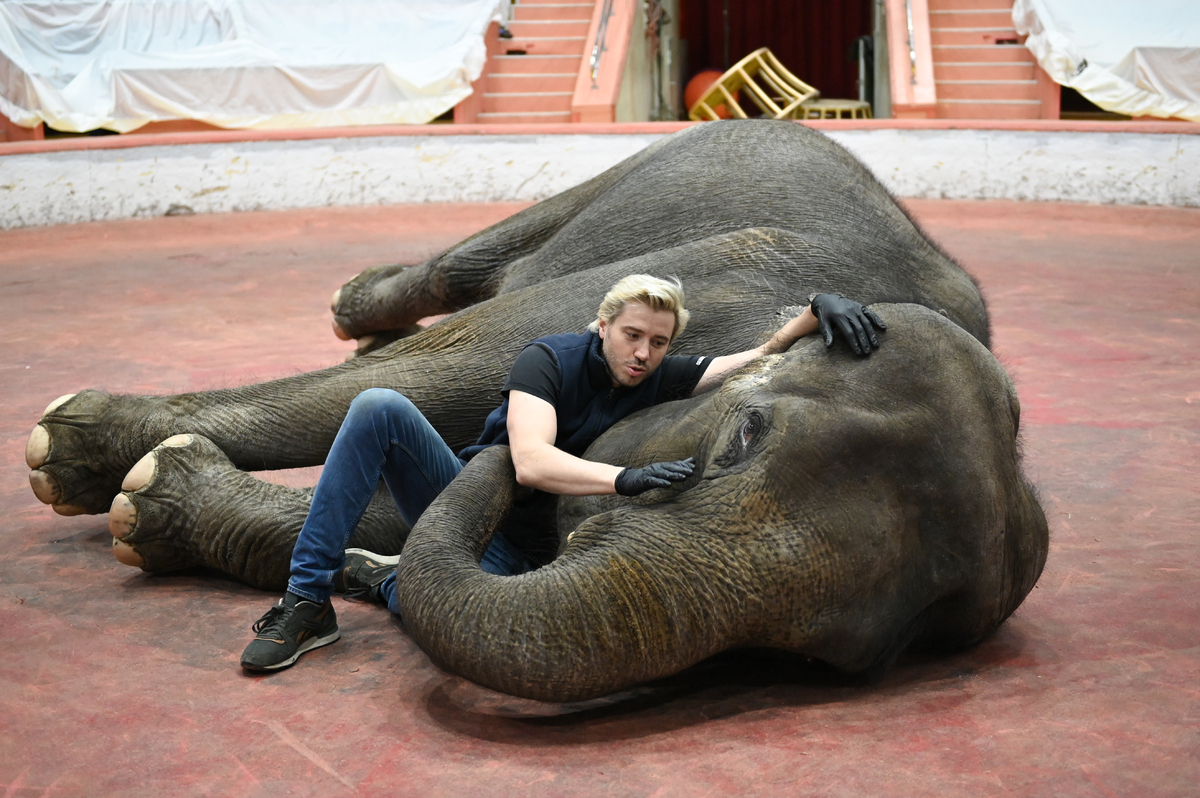 Андрей Дементьев-Корнилов со слоном в Сочинском цирке, 2020 год