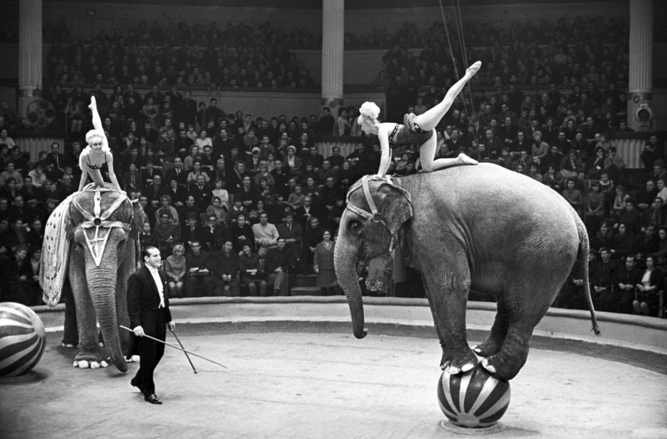 Аттракцион «Слоны и танцовщицы» дрессировщика Александра Корнилова на арене Московского цирка, 1969 год