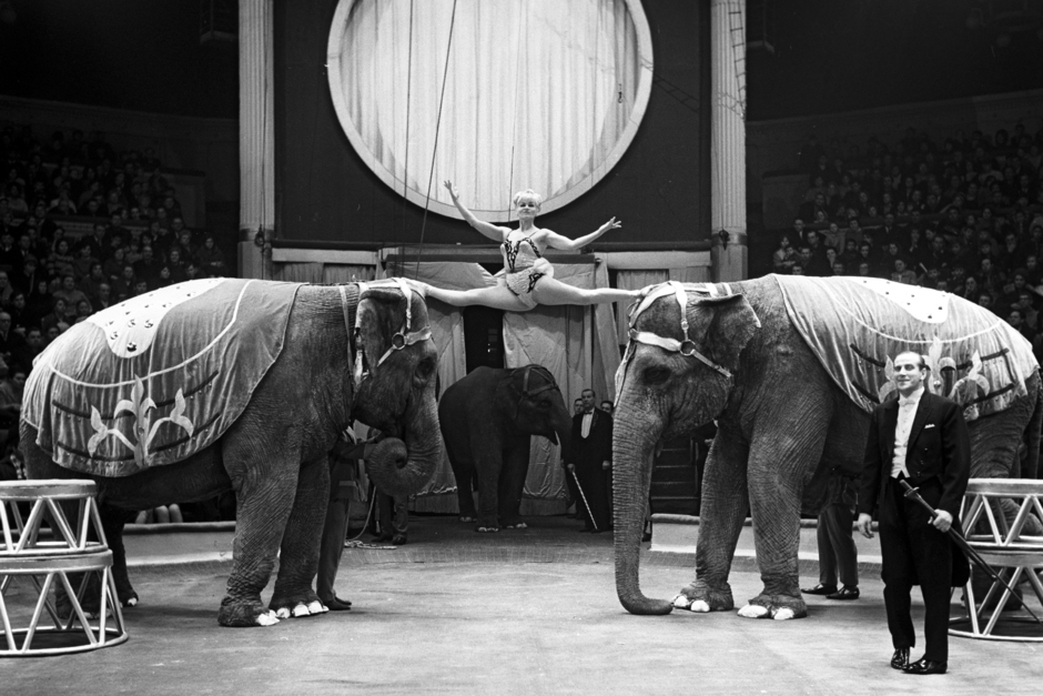Аттракцион «Слоны и танцовщицы» дрессировщика Александра Корнилова на арене Московского цирка, 1969 год