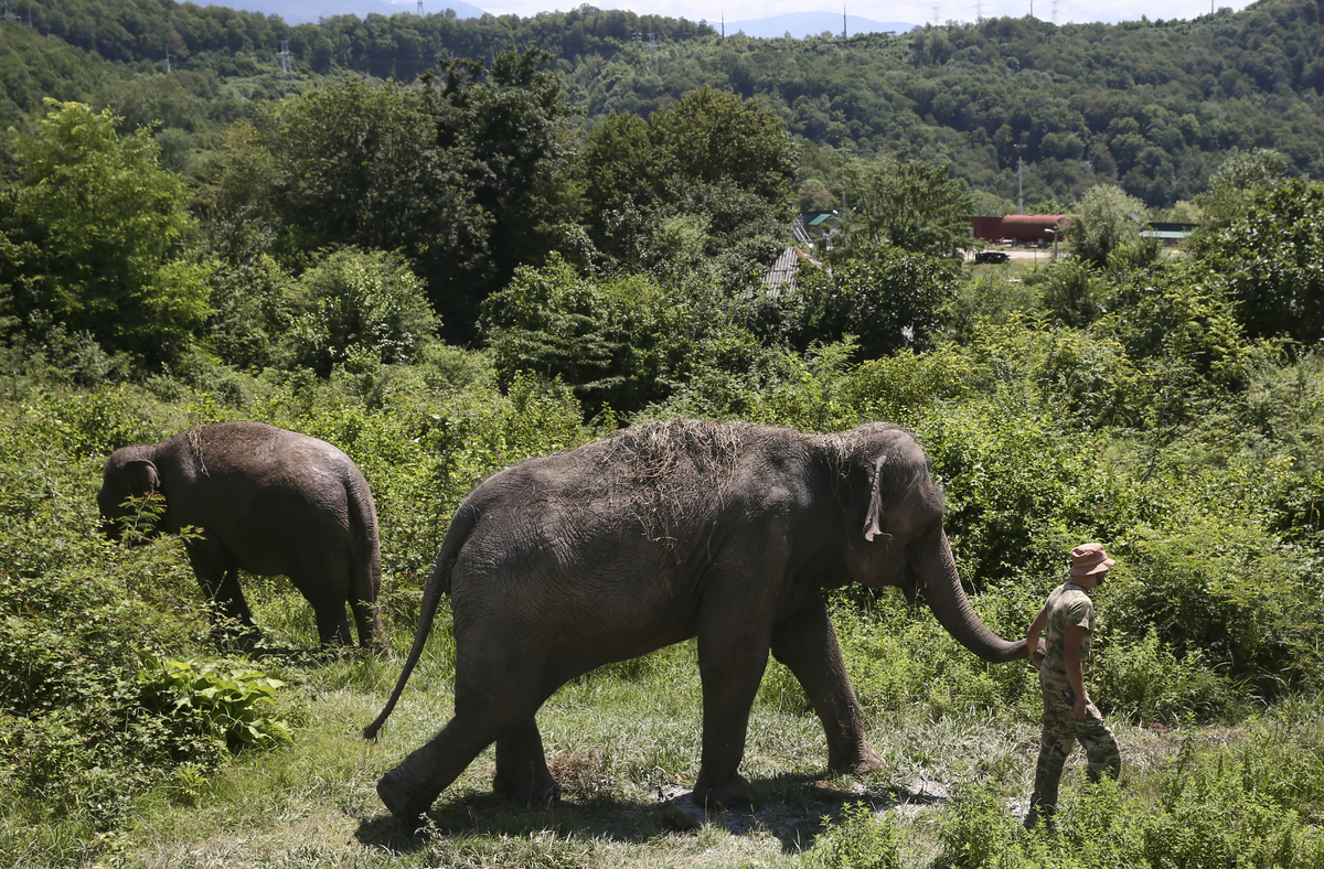 Слонихи Марго и Претти на прогулке в первом российском парке слонов в Сочи, 2021 год