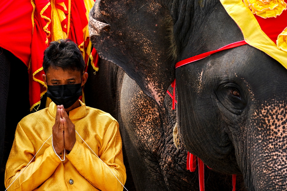 Празднование национального дня слона в Таиланде, 2022 год