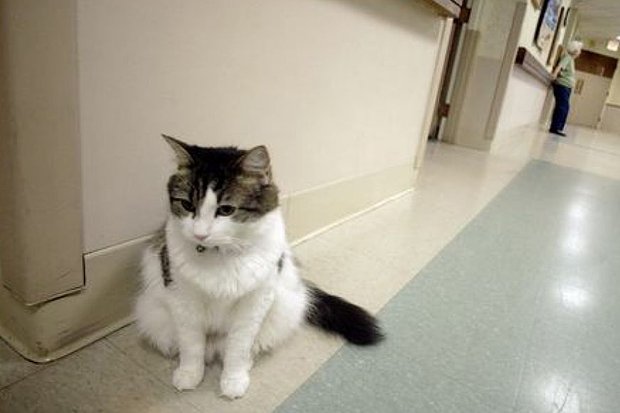 Фото: Steere House Nursing and Rehabilitation Centerin Providence