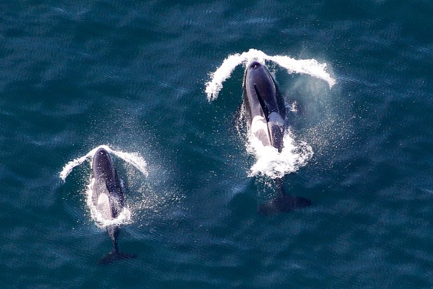 Фото: Ted S. Warren / AP Photo