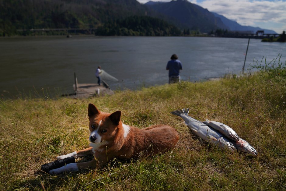 Собака по кличке Калуа рядом лососем, пойманным ее хозяином в реке Колумбии, 20 июня 2022 года