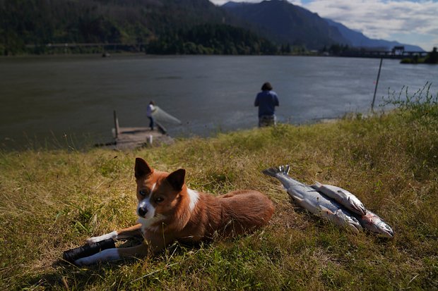 Собака по кличке Калуа рядом лососем, пойманным ее хозяином в реке Колумбии, 20 июня 2022 года. Фото: Jessie Wardarski / AP