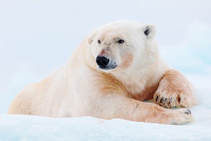 Как приручить белого медведя в майнкрафте
