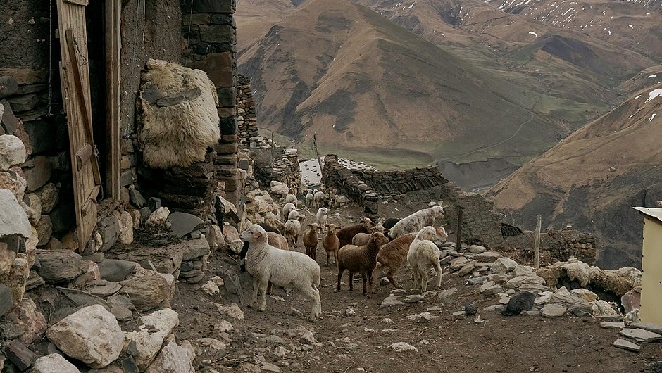 В Куруше каждый день местные жители массово выводят скот на пастбища в шесть утра, поэтому на улицах села образуются пробки из овец и коров