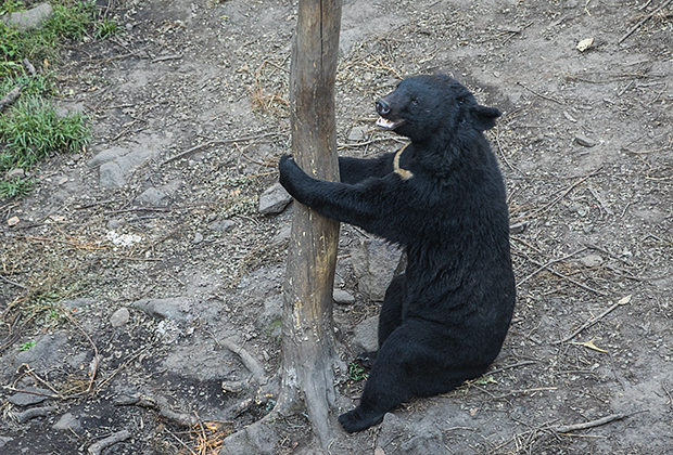 Гималайский медведь в Приморском сафари-парке