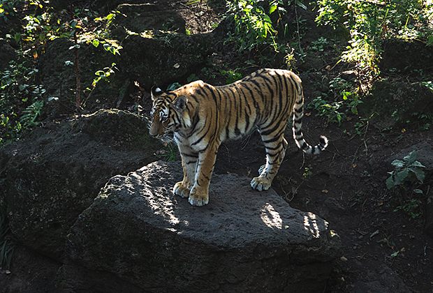 Тигрица Уссури в Приморском сафари-парке