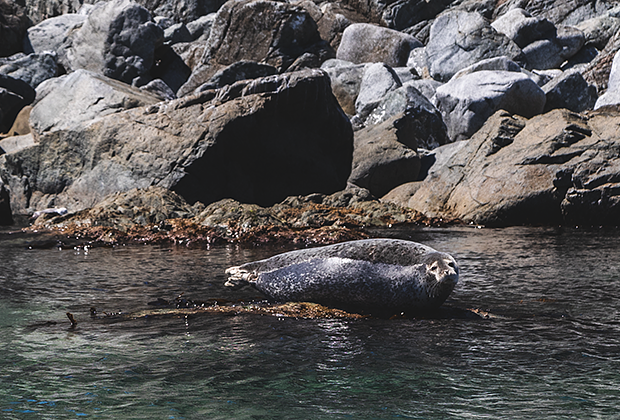 Тюлень-ларга греется на скалах в заливе Петра Великого