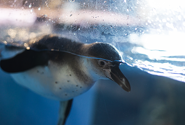 Пингвин из Приморского океанариума