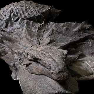 Найдена самая старая мумия динозавра