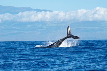 Туристы на катамаране столкнулись с китом в океане и едва не погибли