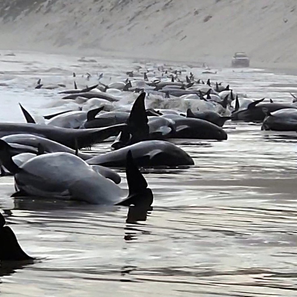 Почему киты выбрасываются на берегу. Дикие дельфины. Выбрасывание китообразных на берег. Дельфина выбросило на берег.
