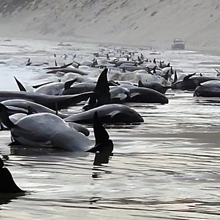 Почему дельфины и киты выбрасываются на берег?