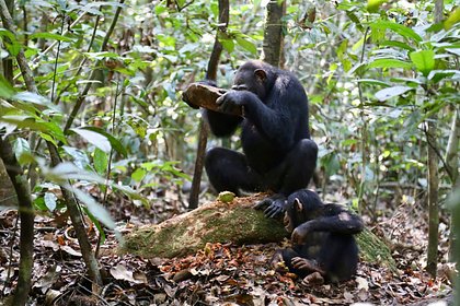 У шимпанзе обнаружили каменные орудия труда различных форм и размеров