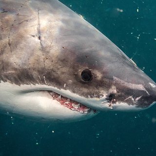 Большая белая акула арт