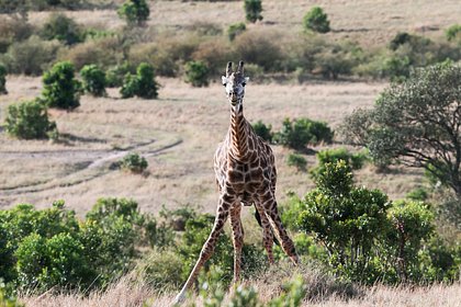 Самка жирафа попыталась спасти мертвого детеныша от хищников и попала на видео