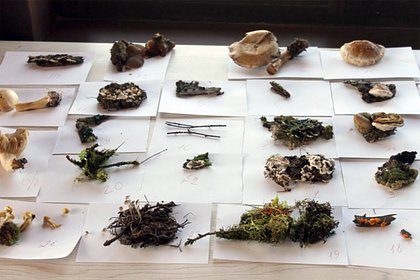 В челябинском нацпарке появится коллекция экзотических грибов