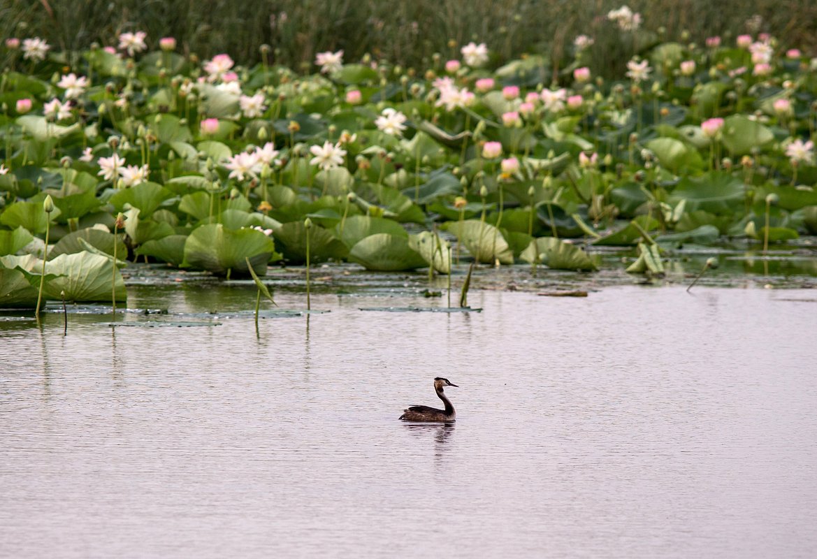 Одна из самых обширных плантаций лотоса находится в дельте Волги