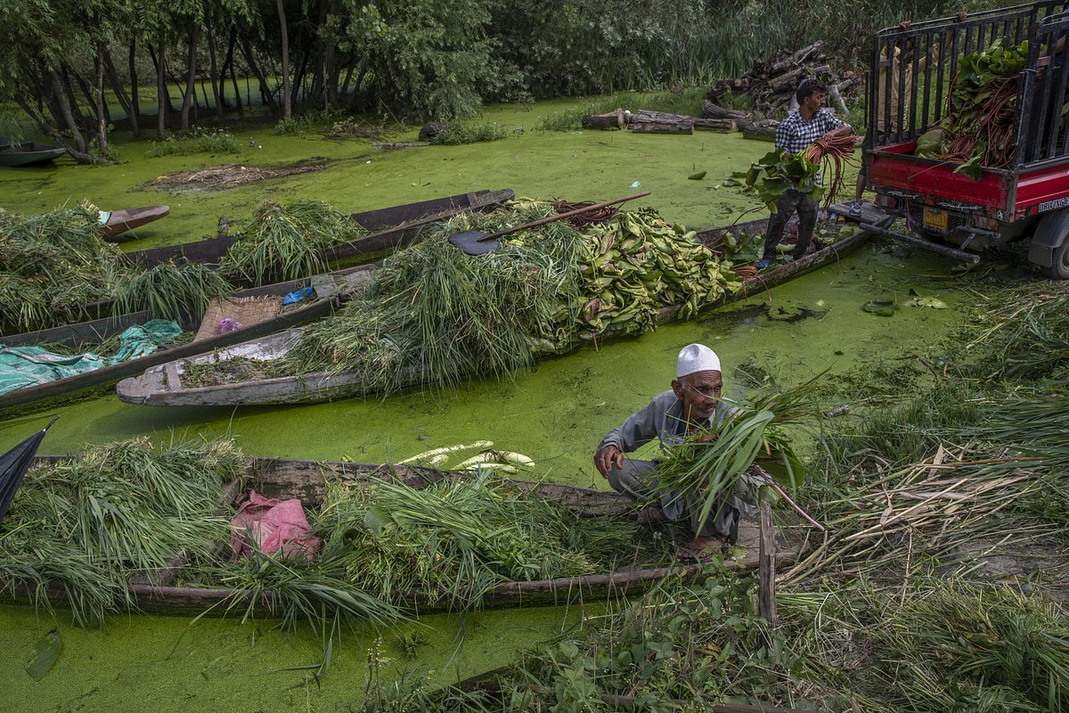 Кашмир (Индия). В местных озерах лотоса так много, что местные жители заготавливают его на корм скоту