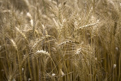 Кабардино-Балкария получит более 179 миллионов рублей на производство зерна