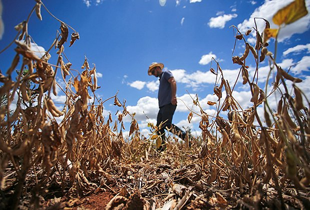 Уничтоженные посевы в Бразилии