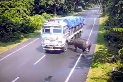 Носорог выбежал на трассу и врезался головой в грузовик