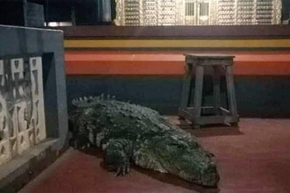 Умер 70 лет проживший в пруду при храме крокодил-вегетарианец