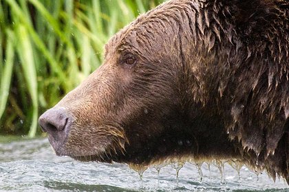 На конкурсе «Неделя толстого медведя» случился скандал с подсчетом голосов