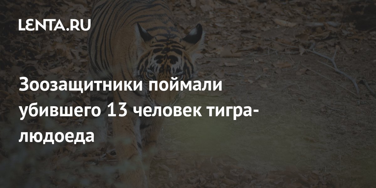 Догоню убью. Нападающий тигр. Тигрята поймали добычу. Тигр напал на человека в зоопарке.