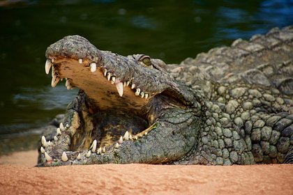 Трехметровый крокодил выпрыгнул из воды и укусил мужчину за голову