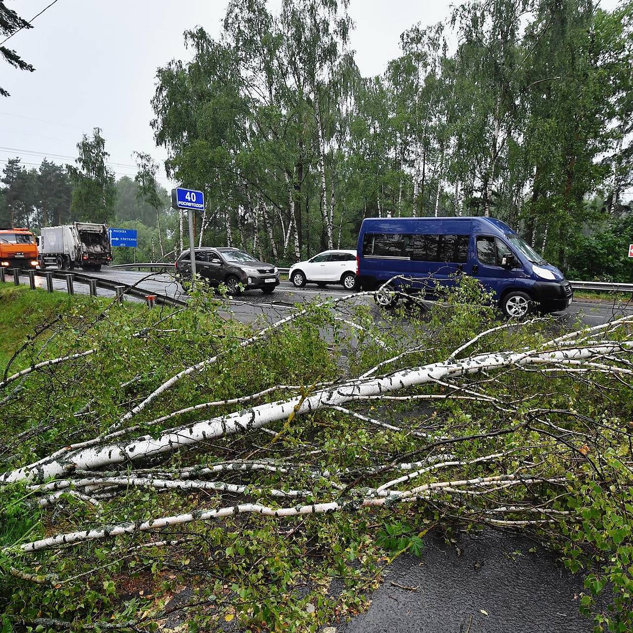 В Москве начнут предсказывать падение деревьев: Город: Среда обитания:  Lenta.ru