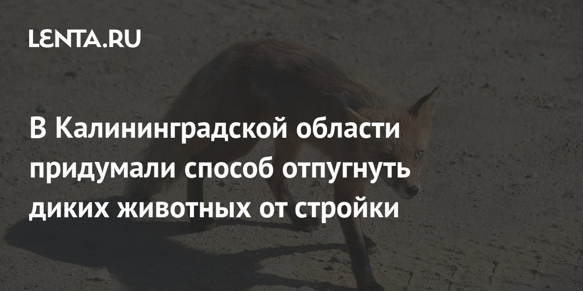В Калининградской области придумали способ отпугнуть диких животных от ...