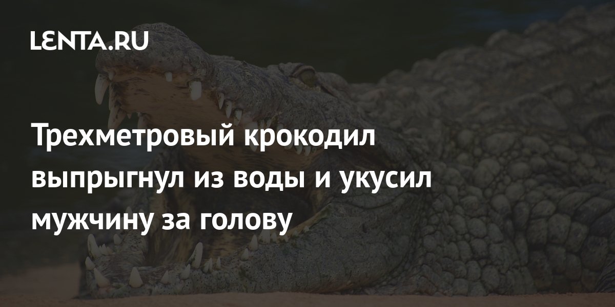 Трехметровый крокодил выпрыгнул из воды и укусил мужчину за голову ...