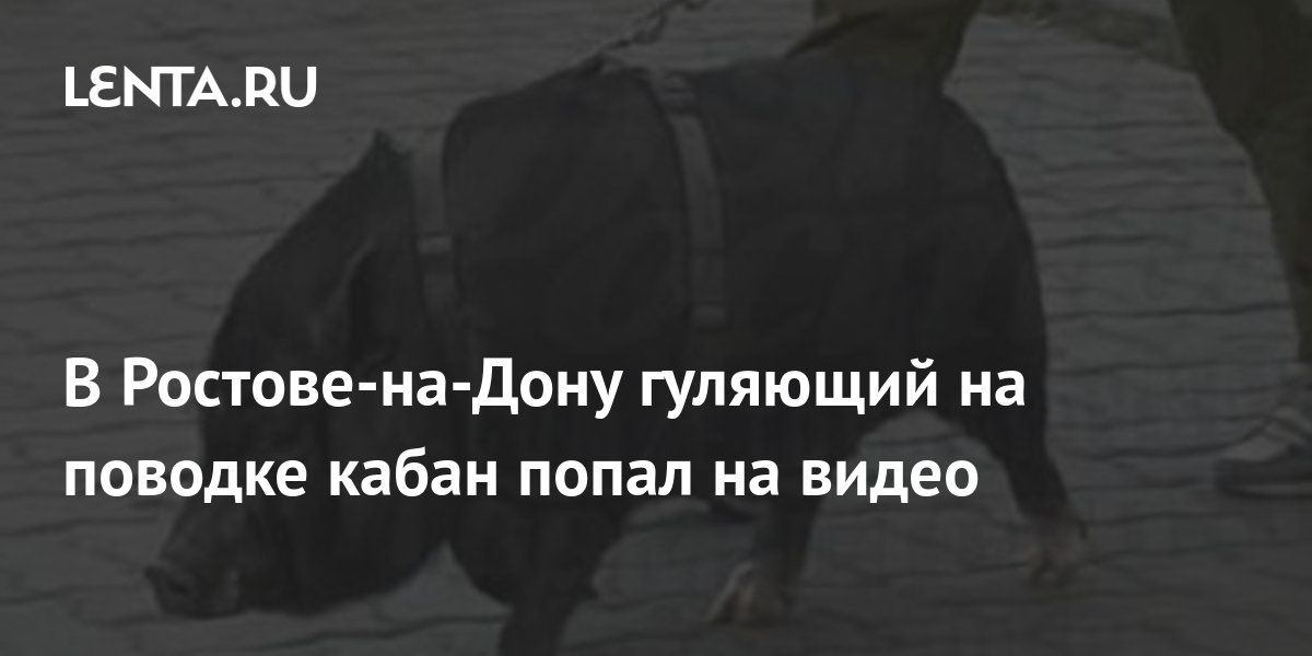 В Ростове-на-Дону гуляющий на поводке кабан попал на видео: Люди: Моя ...