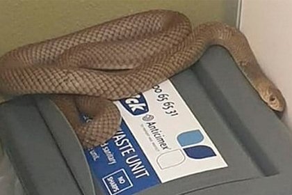 Мужчина зашел в общественный туалет и увидел одну из самых ядовитых змей в мире