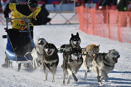 На Камчатке пройдет традиционная гонка на собачьих упряжках