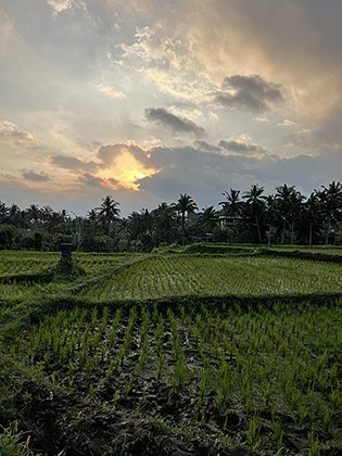 Рисовые поля в Убуде