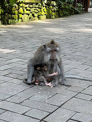 Лес обезьян, в котором дикие животные могут украсть вещи, а иногда даже покусать туристов