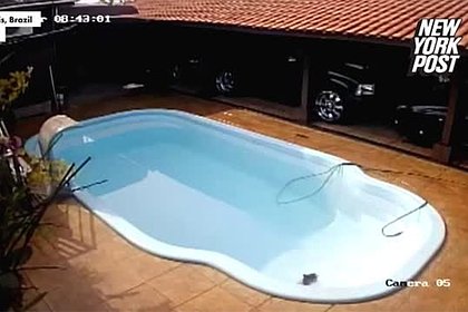 Питбуль спас тонущего щенка из бассейна и попал на видео