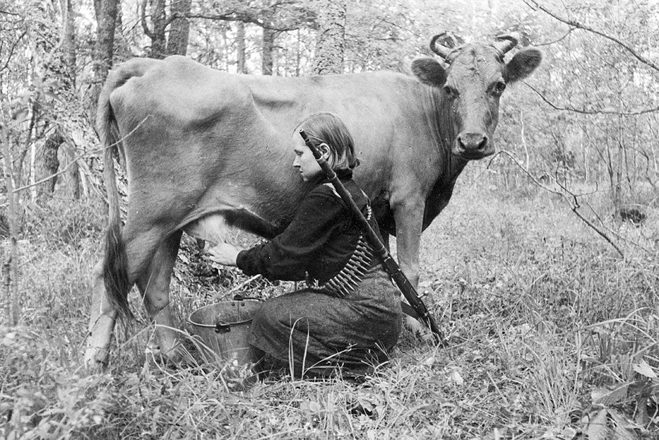 Партизанка доит корову во время Великой Отечественной войны, 1943 год