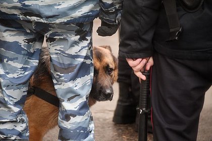 Российский кинолог МВД инсценировала смерть служебной собаки и забрала ее себе