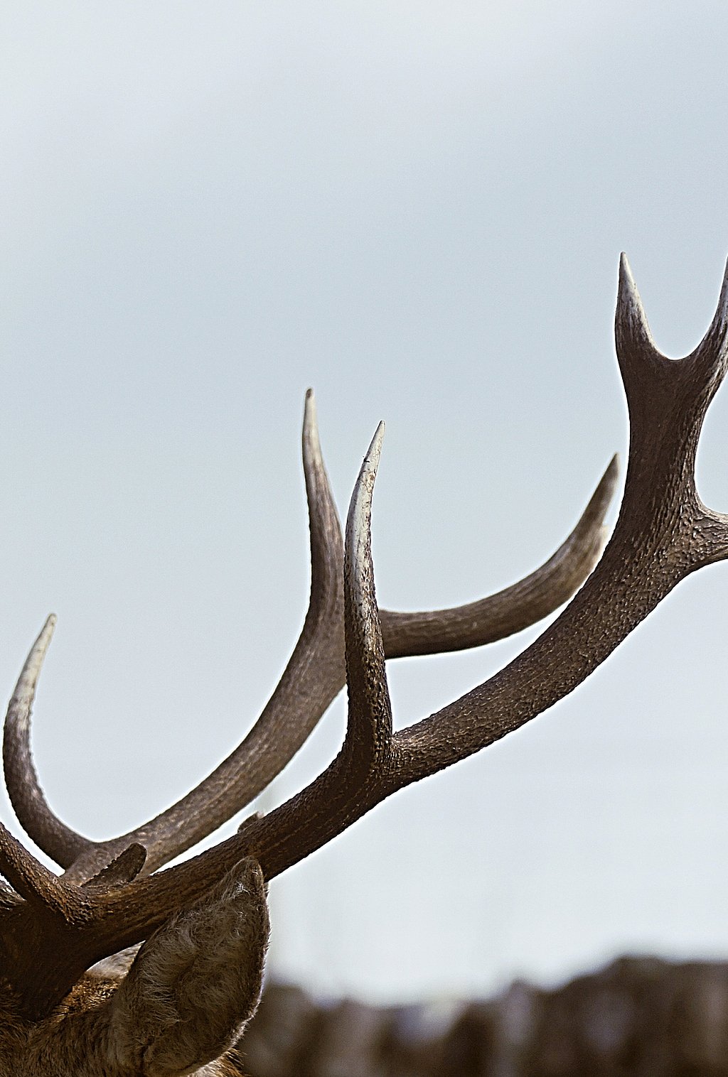 are antlers safe for dogs