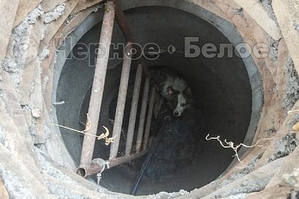 В Магнитогорске спасли провалившихся в люк собак