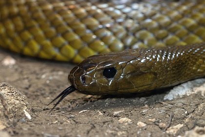 Девочка случайно поиграла с одной из самых ядовитых змей в мире и выжила