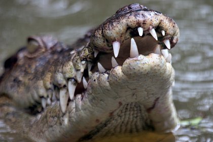 Туристка отправилась на рафтинг и выжила после нападения крокодила