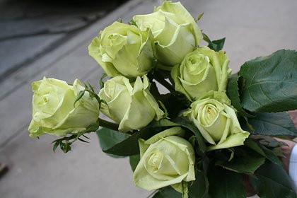 В Челябинской области зацвели зеленые розы