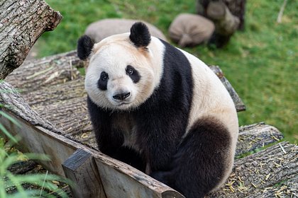 Китай и Тайвань объединились ради лечения панды