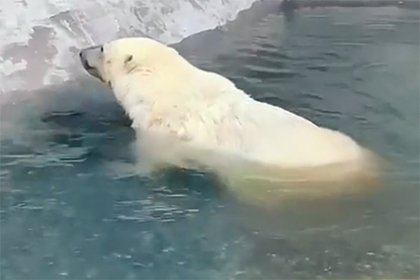 В Московском зоопарке показали купание частично парализованного медведя Диксона